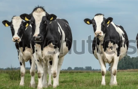 Professionele Mestvork met Houten Steel – 4 Tanden – 85 cm